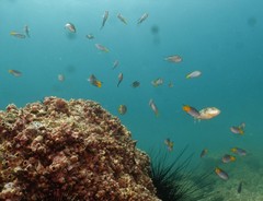 Chelonodontops patoca