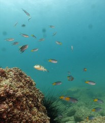 Chelonodontops patoca