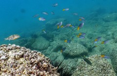 Chelonodontops patoca