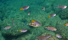 Chelonodontops patoca