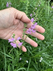 Physostegia intermedia