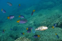 Chelonodontops patoca