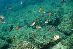 Chelonodontops patoca