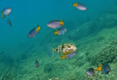 Chelonodontops patoca