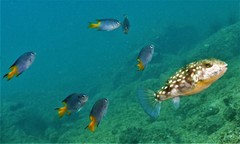 Chelonodontops patoca