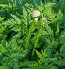 Ligusticum canbyi