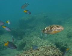 Chelonodontops patoca