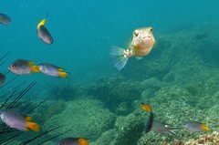 Chelonodontops patoca