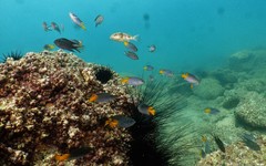 Chelonodontops patoca