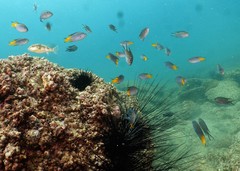 Chelonodontops patoca