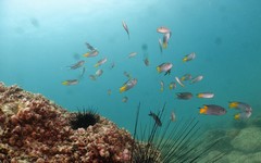 Chelonodontops patoca