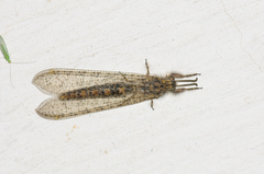 Acanthaclisini