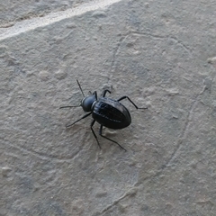 Somaticus