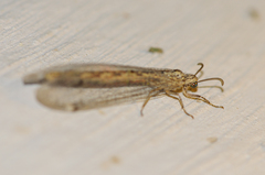 Acanthaclisini