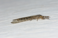 Acanthaclisini