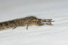 Acanthaclisini
