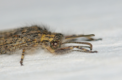 Acanthaclisini