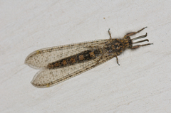 Acanthaclisini