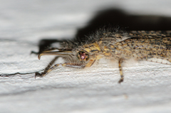 Acanthaclisini