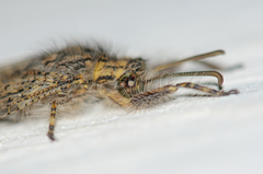 Acanthaclisini