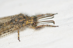 Acanthaclisini