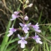 Hemipilia takasago-montana - Photo (c) JODY HSIEH, algunos derechos reservados (CC BY-NC), subido por JODY HSIEH