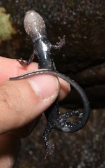 Plethodon kentucki