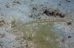 Chaenopsis limbaughi