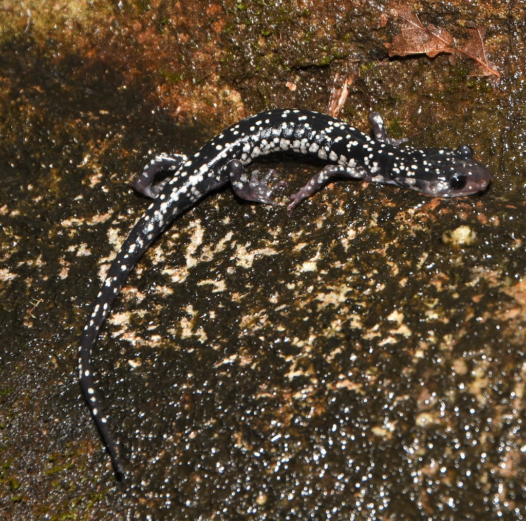 Cumberland Plateau Salamander