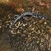 Cumberland Plateau Salamander - Photo (c) Joe Girgente, some rights reserved (CC BY-NC), uploaded by Joe Girgente