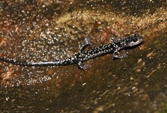 Plethodon kentucki