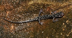 Plethodon kentucki