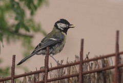 Parus major