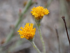Thymophylla greggii