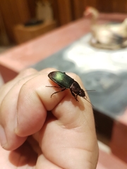 Neoaulacoryssus speciosus