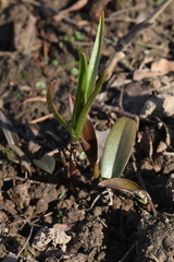 Fritillaria maximowiczii