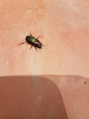 Neoaulacoryssus speciosus