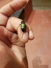 Neoaulacoryssus speciosus