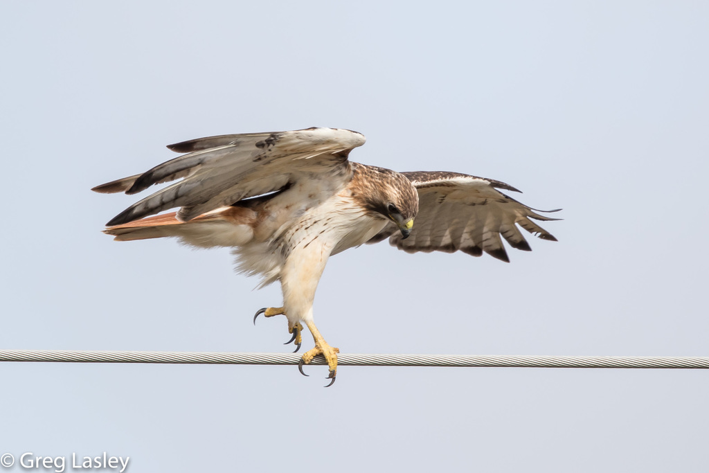 Redtailed Hawk from Caldwell, Texas, United States on January 10, 2018