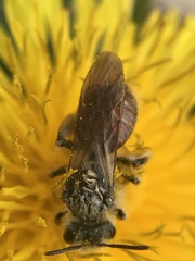 Andrena erythrogaster