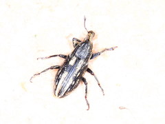 Mecaspis