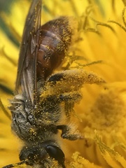 Andrena erythrogaster