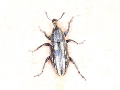 Mecaspis