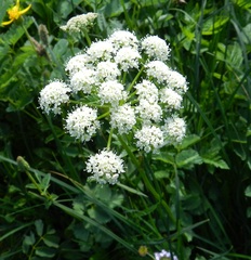 Ligusticum canbyi