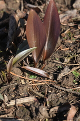 Fritillaria maximowiczii