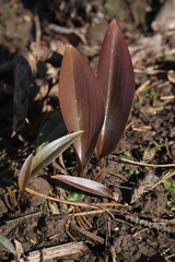 Fritillaria maximowiczii