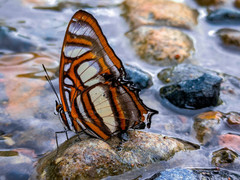 Metamorpha elissa