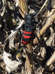 Ceroplesis capensis