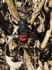 Ceroplesis capensis