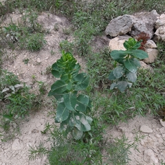 Euphorbia marginata